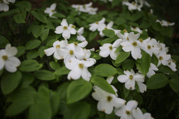 istock White Dogwood Tree Flowers 958634098