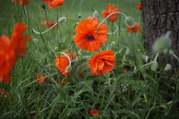 яркие оранжевые восточные цветы мака цветущие - oriental poppy poppy leaf close up стоковые фото и изображения