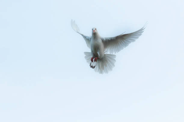 A white pigeon is standing on a ledge. The bird is looking at the camera. The sky is clear and blue