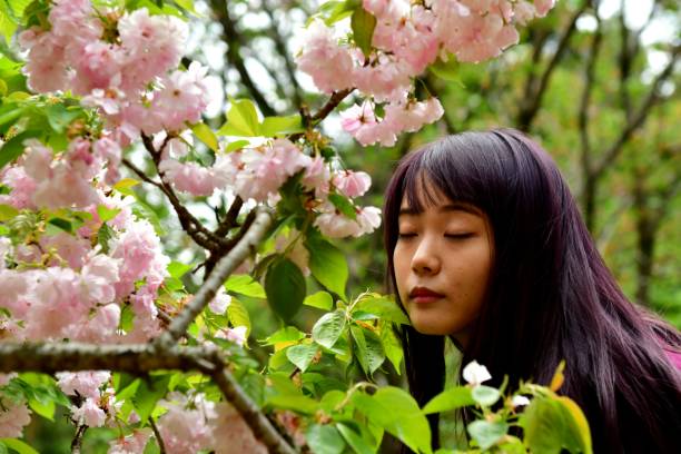 istock Young Japanese Woman Posing under Double Cherry Blossoms 958639662