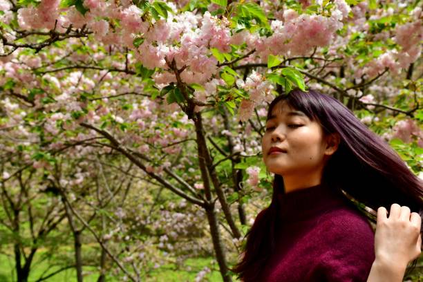 istock Young Japanese Woman Posing under Double Cherry Blossoms 958639792