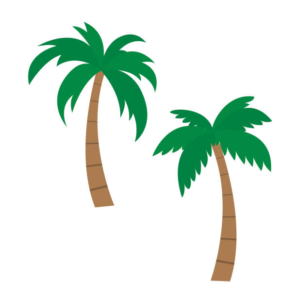 Set of vector palm illustrations, isolated on white background - Flat design Set of vector palm illustrations, isolated on white background - Flat design palm tree cartoon stock illustrations