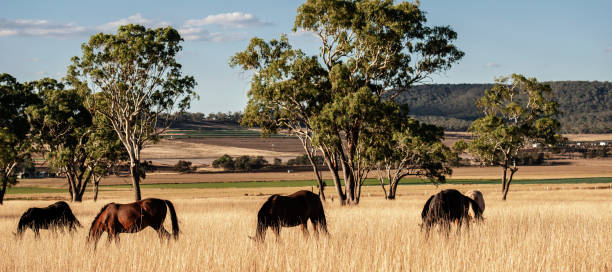 istock Australian horses in the paddock 958642296