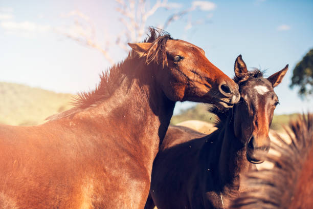 istock Australian horses in the paddock 958642460
