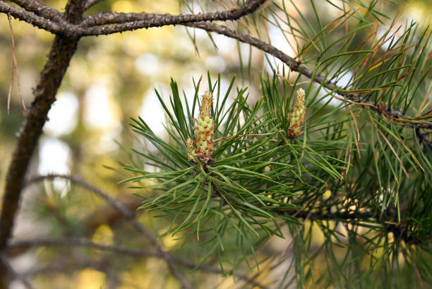 istock Branches of a blossoming pine trees 958644354