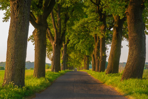 istock oak alley in the light of the setting sun 958647392
