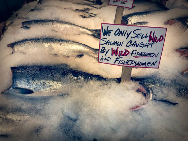 Fresh Fish for Sale Fresh caught fish salmon for sale at Pike Place Market in Seattle pike place market stock pictures, royalty-free photos & images