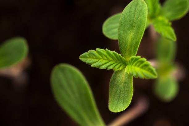 Sprout of hemp cannabis marihuana