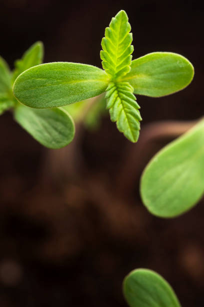 Sprout of hemp cannabis marihuana