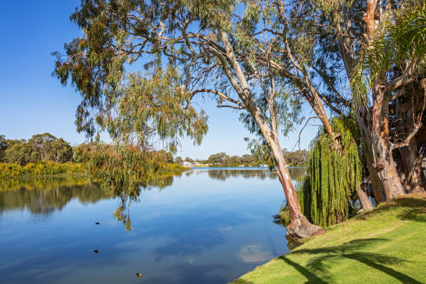 istock Idyllic, scenic River Murray on bright sunny day with trees and ducks 958652888