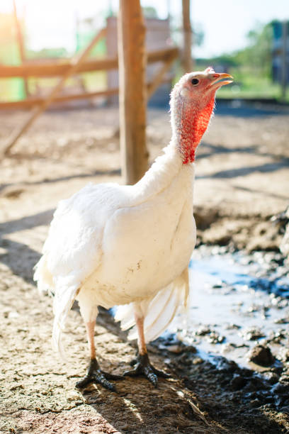 istock Turkey-cocks on a traditional poultry farm 958653652