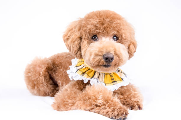 Poodle Poodle Dog Pumi stock pictures, royalty-free photos & images