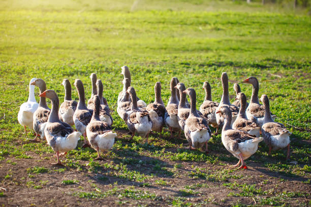 istock Geese on a traditional poultry farm. Agriculture 958654044