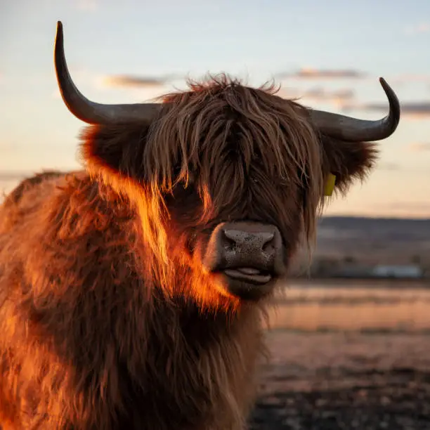 Highland cow on the farm during the day