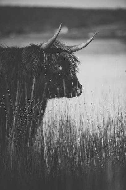 istock Highland cow on the farm 958654222