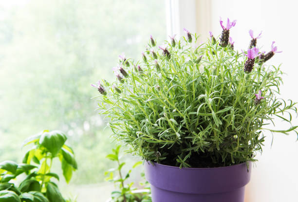 istock flower pot of Spanish lavender 958654362