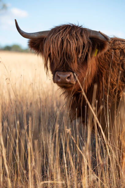 istock Highland cow on the farm 958654466