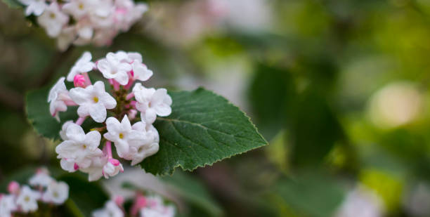 Korean viburnum Viburnum carlesii , belongs to the family Viburnaceae, native to Korea delicate white and pink flowers of a Korean viburnum Viburnum carlesii , belongs to the family Viburnaceae, native to Korea viburnum stock pictures, royalty-free photos & images