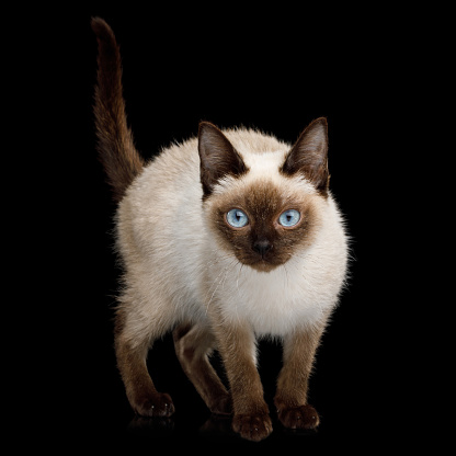 Scyth Toy Bob The Most Smallest Cat On Isolated Black Background Stock  Photo - Download Image Now - iStock