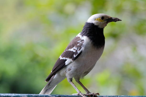 Common myna bird in Hong Kong