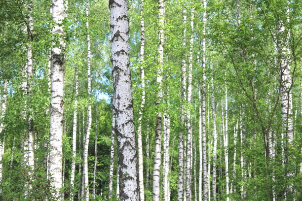 istock Birch trees with green leaves and white trunks in summer 958658120