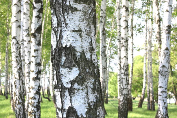 istock Birch trees with green leaves and white trunks in summer 958658208