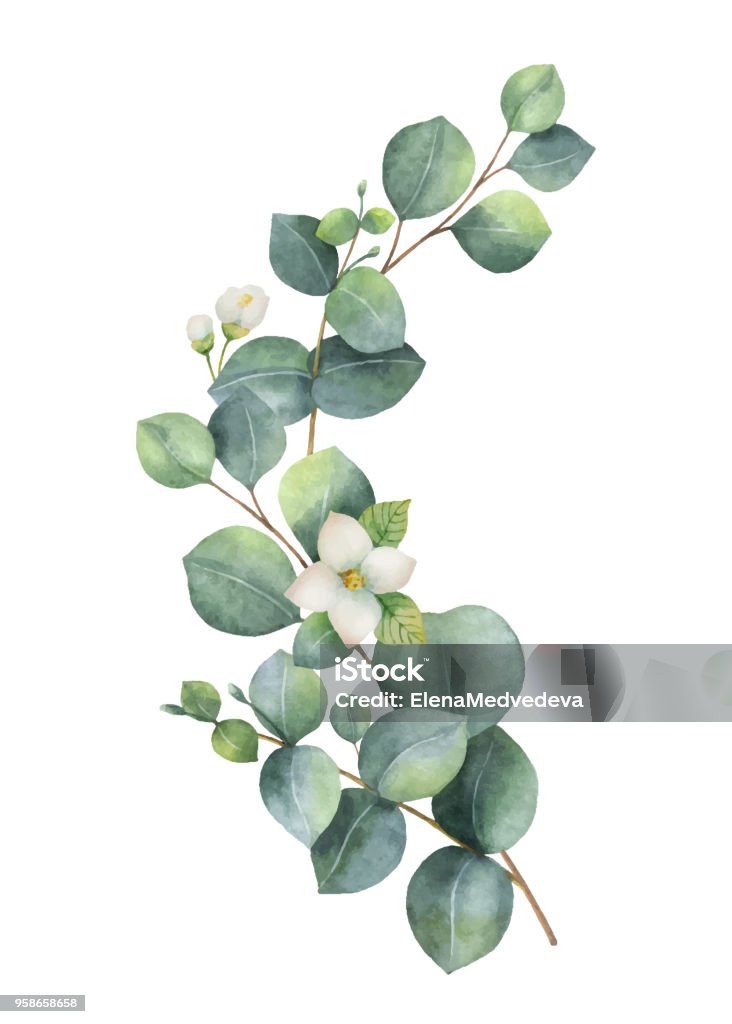 Watercolor vector wreath with green eucalyptus leaves, Jasmine flowers and branches. Watercolor vector wreath with green eucalyptus leaves, Jasmine flowers and branches. Spring or summer flowers for invitation, wedding or greeting cards. Flower stock vector