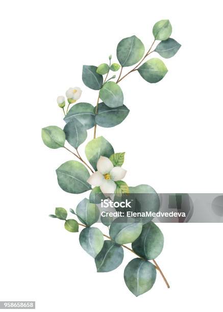 Watercolor Vector Wreath With Green Eucalyptus Leaves Jasmine Flowers And Branches Stock Illustration - Download Image Now