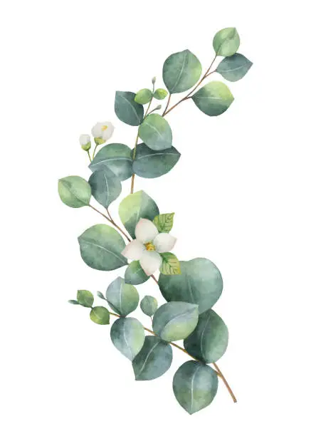 Vector illustration of Watercolor vector wreath with green eucalyptus leaves, Jasmine flowers and branches.