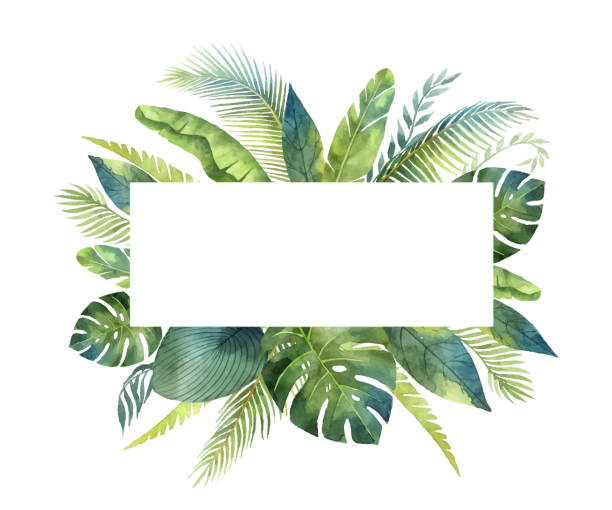 illustrazioni stock, clip art, cartoni animati e icone di tendenza di striscione vettoriale ad acquerello foglie tropicali e rami isolati su sfondo bianco. - palm tree tree tropical climate nature