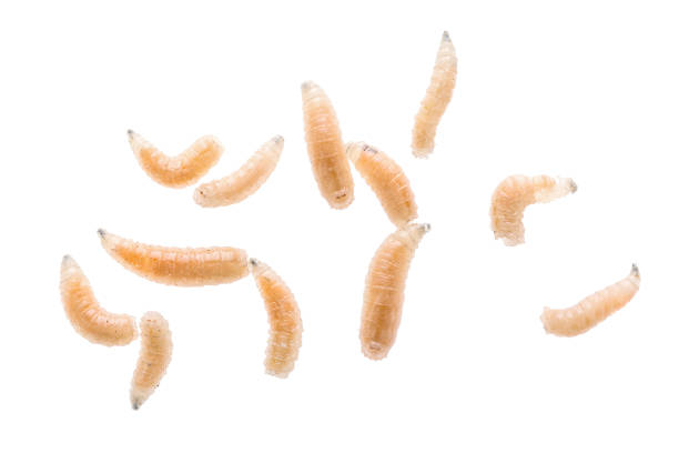 larva di mosca vermi da vicino isolata su sfondo bianco. esca da pesca. - larva foto e immagini stock
