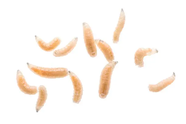 Maggot fly larva close up isolated on white background. Fishing bait