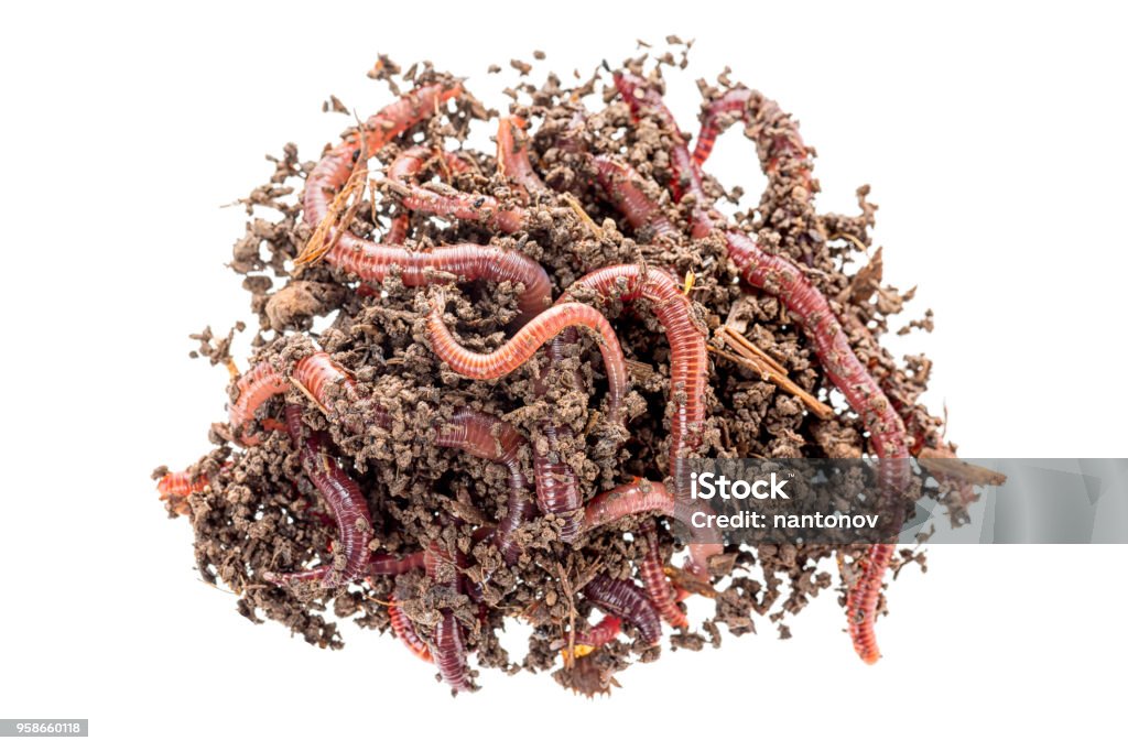 Macro Shot Of Red Worms Dendrobena In Manure Earthworm Live Bait