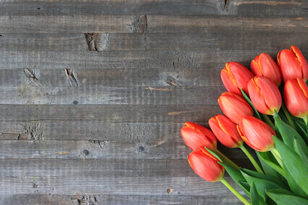 istock Tulips on a wood background 958662450