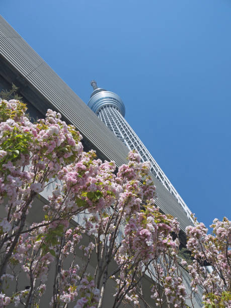 tokyo arbre et printemps fleur de cerisier verticale vue du ciel - clear sky vacations vertical saturated color photos et images de collection