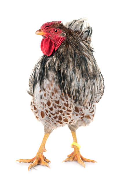 istock blue-laced Wyandotte chicken 958663310