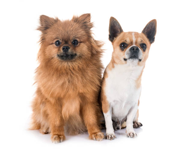 istock young chihuahuas and pomeranian 958666532