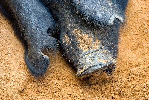 istock Domestic pig face fragment 95866672