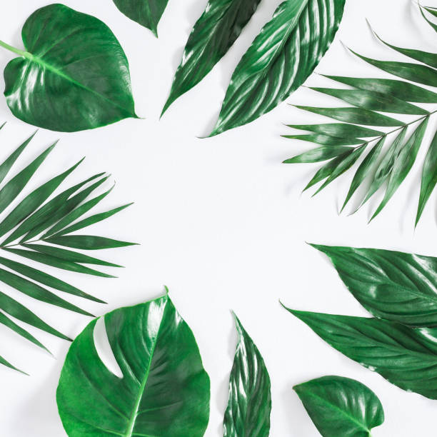istock Green tropical palm leaves. Flat lay, top view, copy space 958666766