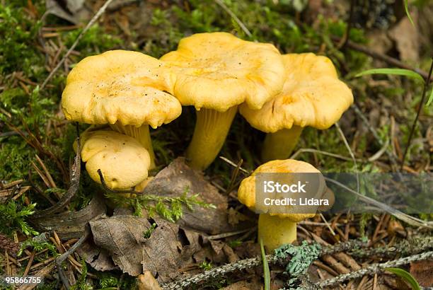 Pfifferlinge Stockfoto und mehr Bilder von Ausgedörrt - Ausgedörrt, Blatt - Pflanzenbestandteile, Boletus Sp