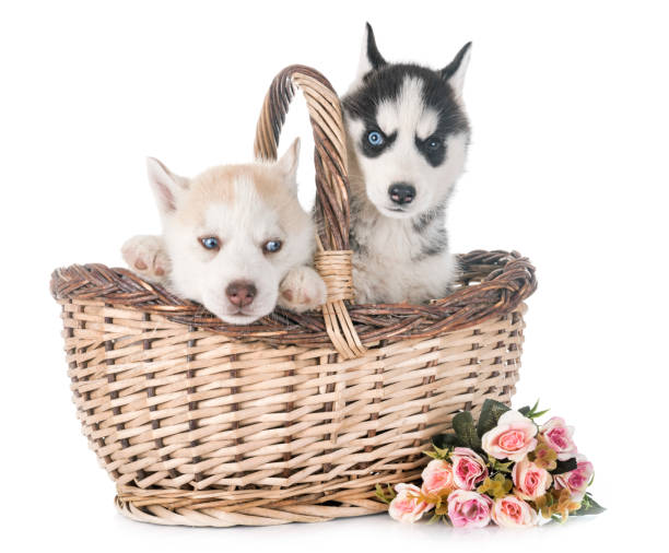 istock puppies siberian husky 958669124