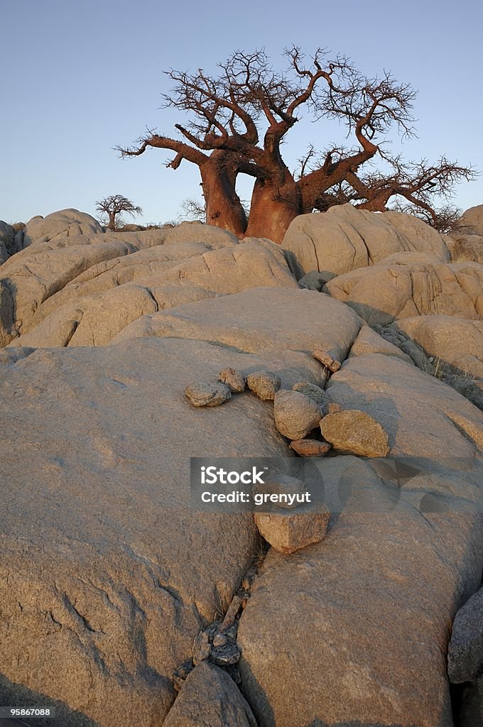 Baobab na rocks - Zbiór zdjęć royalty-free (Afryka)