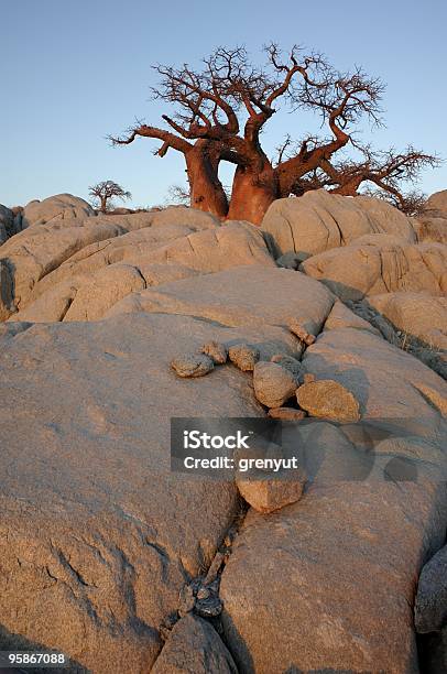Baobab Na Rocks - zdjęcia stockowe i więcej obrazów Afryka - Afryka, Afryka Południowa, Badanie