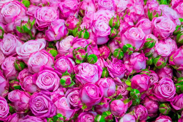 istock floral background of pink roses 958674714