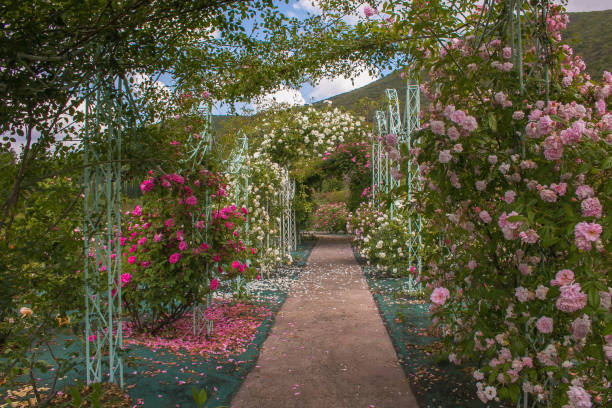 Beautiful arch with roses in the romantic garden