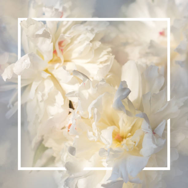 istock White peony flowers background with white frame; floral/bridal background or gift card 958677090