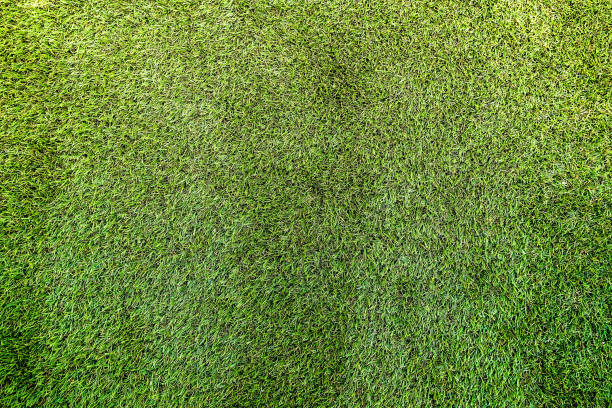 istock Green leaves texture background for your design 958677824