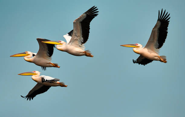 pelicans flying by the sky amazing pelican birds flying in summer day, side view. pelican stock pictures, royalty-free photos & images