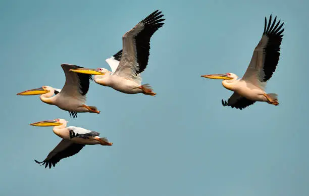 amazing pelican birds flying in summer day, side view.