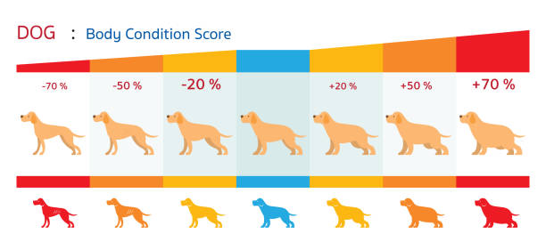 Dog Body Condition Score Shape, Health Chart and Infographic condition stock illustrations